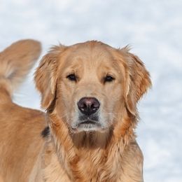 Golden Retriever All Grown Up from Cynthia's Golden Retrievers