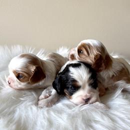 Cavalier King Charles Spaniel Puppies from Haven Farms Cavaliers