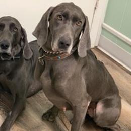 Weimaraners from Miller’s Weimaraner Kennel