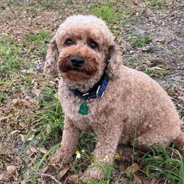 Pepper - Goldendoodle
