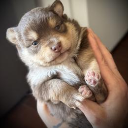 Sparkles - Red tri female Toy Australian Shepherd puppy in North Lakeport, California from Wild Rose Ranch