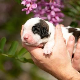 Saint Bernard Puppies from Southern Giants