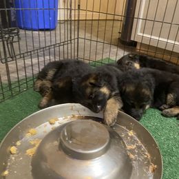 German Shepherd Puppies from Riverline Shepherds