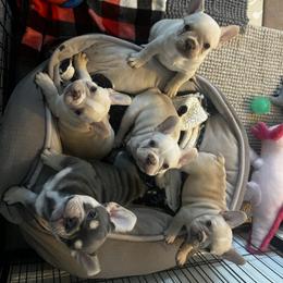 French Bulldog Puppies from Foster Lake Frenchies