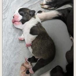 Boy 1 - Black brindle and white male Boston Terrier puppy in North Central, Vermont from Windy Valley’s Bostons