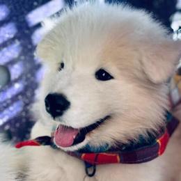 'Ales Well That Ends Well' (Blue boy) - White male Samoyed puppy in Bearcreek, Montana from Morning Star Samoyeds
