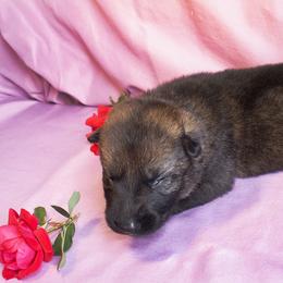 Brown Collar Boy - Sable male German Shepherd puppy in Oxford, Arkansas from Atlas Shepherds