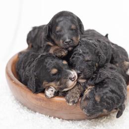 Bernedoodle and Goldendoodle Puppies from Darcy Lee's Designer Doodles