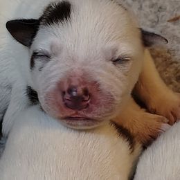 Foil - Red speckled male Australian Cattle Dog puppy in Rogue River, Oregon from FullMoon Cattle Dogs