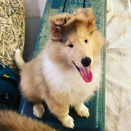 Collie Puppies from Plum Creek Collies