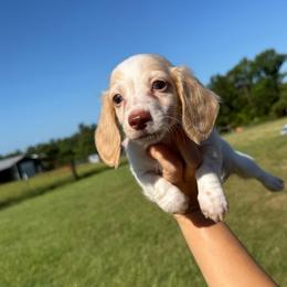 MWM1 red or cream - Cream male Dachshund puppy in Carthage, Texas from Rafter C Ranch Doxies