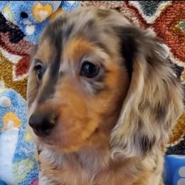 Dachshunds from Ming's Mongols