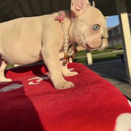 Baby girl 1 - Cream female French Bulldog puppy in Eastvale, California from Bully Mates