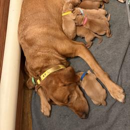 Boy 5 - Yellow male Labrador Retriever puppy in Saint Paul, Minnesota from Jensen’s Fox Red Labs