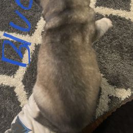 Siberian Husky Puppies from Alexandra's Siberian Huskies