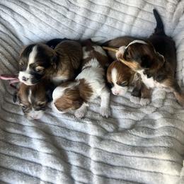 Havanese puppies from West Cobb Dogs