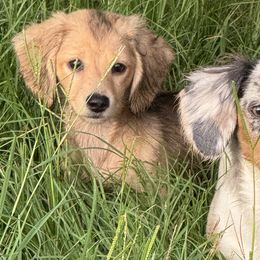 Dachshunds from B’s Dachshunds