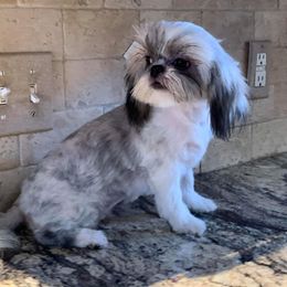Missy - Shih Tzu