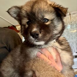 Luna - Agouti and white female Siberian Husky puppy in Walker, Louisiana from TRUHUSKY SIBERIANS