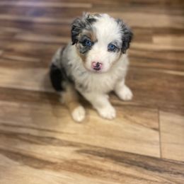 Girl 3 - Blue merle Australian Shepherd puppy in Surprise, Arizona from Magley Ranch Aussies