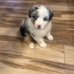 Girl 3 - Blue merle Australian Shepherd puppy in Surprise, Arizona from Magley Ranch Aussies