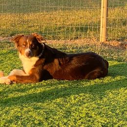 Vaz - Australian Shepherd