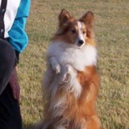 Shetland Sheepdogs from Dixie's Shelties