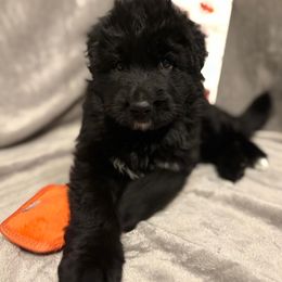 Hagrid - Black male German Shepherd puppy in Aurora, Illinois from Fairhaven German Shepherds