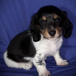 Hershey - Piebald male Dachshund puppy in Boerne, Texas from Maravillas Dachshunds LLC
