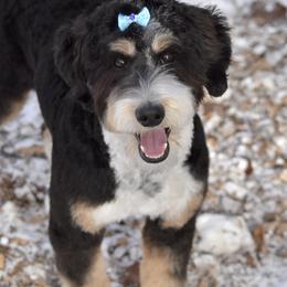 Bernedoodles and Cavapoos from Bernedoodle Boutique (and Cavapoos)