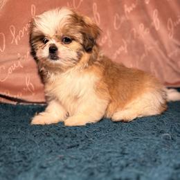 Girl 2 - Liver and white female Shih Tzu puppy in Vinemont, Alabama from Puppy Pals