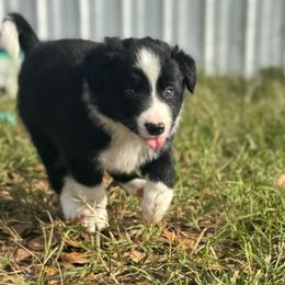 Dancer - Black male Border Collie puppy in Erwin, North Carolina from Herd That Farms