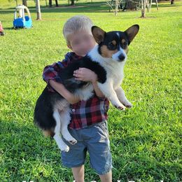 Polly - Pembroke Welsh Corgi