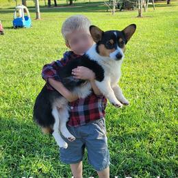 Polly - Pembroke Welsh Corgi