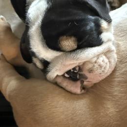Sadie - Blue tri-color female Bulldog puppy in Cleveland, Tennessee from Bulldog's 4 Brothers