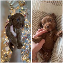 Red collar - Red  male Goldendoodle puppy in Trenton, Tennessee from Pickard’s country Golden doodles