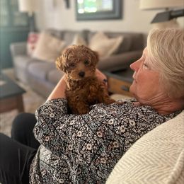 Havapoo Puppies from River View Puppies