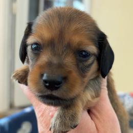 Roman - Red male Dachshund puppy in Clarksdale, Mississippi from Bo Didley's Doxies