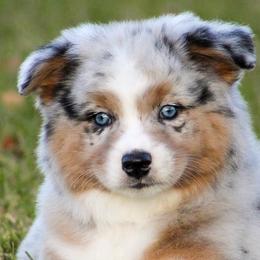 Violet - Blue merle female Miniature American Shepherd puppy in Palacios, Texas from Coastal’s Miniature American Shepherds