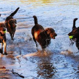 Chesapeake Bay Retrievers from Whiskey Creek Chesapeakes