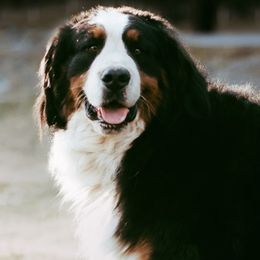 Bernedoodles, Bernese Mountain Dogs, and Cockapoos from Royal Empire Bernedoodles