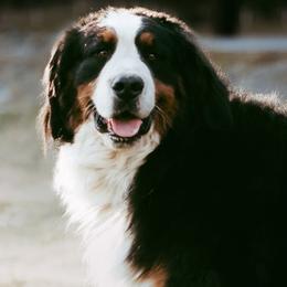 Bernedoodles, Bernese Mountain Dogs, and Cockapoos from Royal Empire Bernedoodles