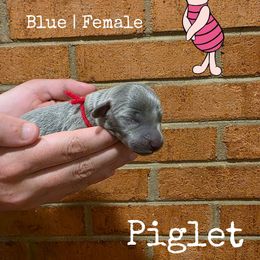 PIGLET - Blue female Weimaraner puppy in Ferrum, Virginia from LAAT Weims