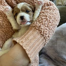 Cavalier King Charles Spaniel Puppies from Heart of a Cavalier