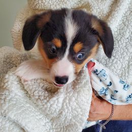 Pembroke Welsh Corgi Puppies from Patrick's Pembroke Welsh Corgis