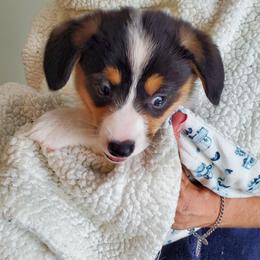 Pembroke Welsh Corgi Puppies from Patrick's Pembroke Welsh Corgis