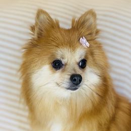 Chihuahuas, Dachshunds, Miniature Australian Shepherds, Pomeranians, Poodles, and Toy Australian Shepherds from Paw Prints