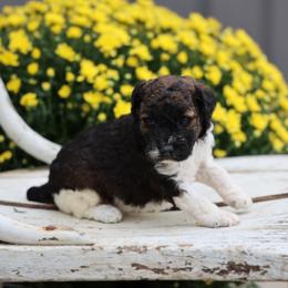 Billie - Brown female Whoodle puppy in West Bend, Iowa from Blue Skies Terriers