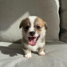 Rocket - White and red male Pembroke Welsh Corgi puppy in Riverside, California from Chases Dream Kennel
