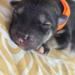 Orange - Agouti and white female Alaskan Malamute puppy in Independence, Virginia from New River Valley Malamutes